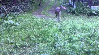 WGI_0003.wmv