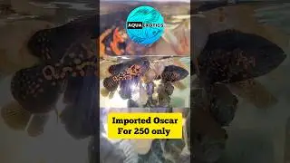Import Tiger & Albino Oscar Fish for 250 only #aquaexotics #oscarfish
