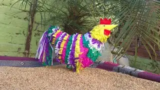 art and craft with multicolor paper || murga || रंगीन  मुर्गा