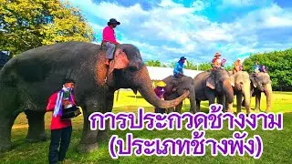 การประกวดช้างงาม (ประเภทช้างพัง) || Our Endoo Family Channel