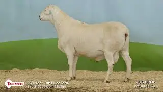 Lot 127 Tattykeel Stud Sale Rams