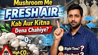 Mushroom Me Fresh Air Kab Aur Kitna Dena Chahiye? #button #oyster #milky