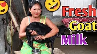 Goat Milking By Hand | Goat Milking Village Life ❤ | Our Daily Vlog