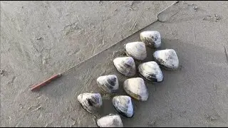 How to find a Pismo Clam