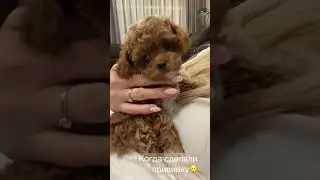 Мальчик продан. #мальтипу #мальтипумосква #мальтипумини #maltipoo #щенкимальтипу #купитьмальтипу