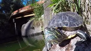 Los Colomos