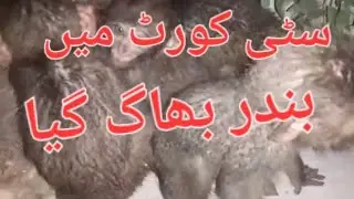 city court main bandar ny police ki dore lagwa di