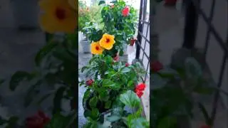 gardening | terrace garden #59 | hibiscus | #gardening #flowers #hibiscus