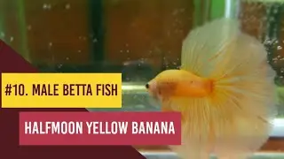 #10 - Male Betta Fish | Halfmoon Yellow Banana