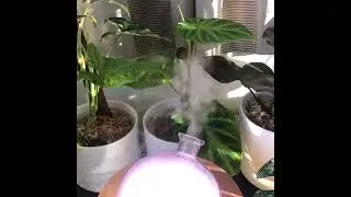 Humidity Loving indoor plants 👌💚