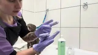 Bathing a Pomeranian🤎
