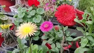 How to Care for Gerbera plant//2 magical fertilizer//How to propagate