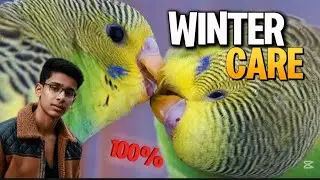 Birds Winter Care|How to care birds in winter@MujeebBirdsbreeding