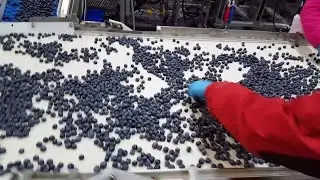 Blueberry packing line
