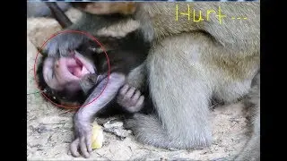 Oh My God, Pitiful newborn monkey Bree! Why big monkey bite Bree's mouth like this? It looks so hurt