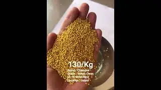 CHAMPAK Organic Yellow Mustard Bold Seeds , Peli Sarso / Grade : Soltax Clean | 9785983564, Jaipur