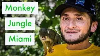 Monkey Jungle | Rainforest Adventure Tour