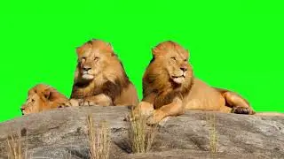 lion green screen video #greenanimation  #greenscreen
