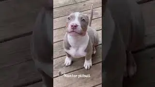 cute pitbull / American bully /#ritikdogkennel /#nikkuvlogz /#viral /#pitbull /#chopkvlog