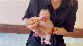 2nd Day NB Baby Monkey Cr-y L0ud Anqry Reject Learn Use Pacifier With New Mom