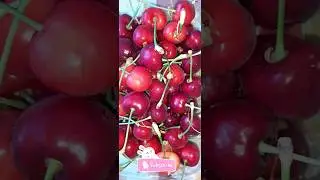 Cutting fresh charry 🍒#shorts #youtubeshorts #shortvideo