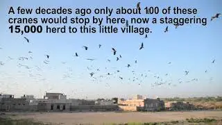 Khichan - Secret Sanctuary of the Demoiselle Cranes