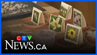 Living Prairie Museum exhibit showcases bison