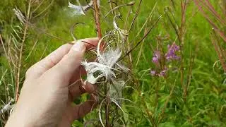 fireweed (Epilobium angustifolium)
