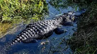 In the heart of Florida's swamps #GainesvillePhotography#FloridaSwamps#Everglades