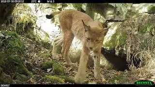 Luchs an Felsenh&ouml;hle im Ostharz - Wildkamera