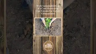 New Zealand a nation built on timber