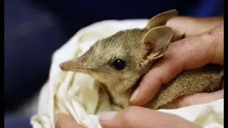 Bandicoots return to Sturt National Park after more than a century