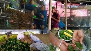 green vegetables for budgies #summersoftfood