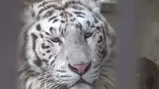 2023.4.9 宇都宮動物園☆ホワイトタイガーのイーサン送別会