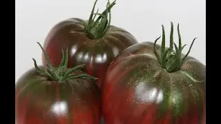 O tomate negro de Santiago, un froito cargado de cor e sabor