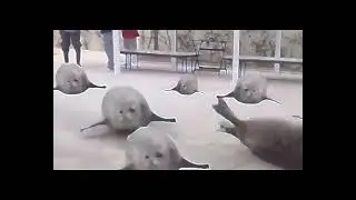 Bouncing seals BASS BOOSTED Shitpost