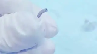 Inside your Piercing Barbell! External vs internal  threaded