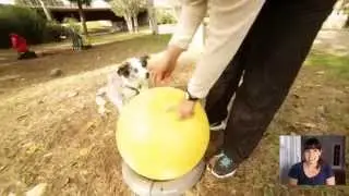 Cómo educar a tu cachorro : Descubre la propiocepción