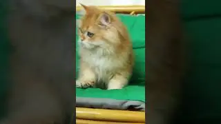 Пушистая топтыга Лиса  🦊 #goldenshell #ゴールド子猫 #goldencat