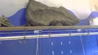 Massive universal rocks pond!
