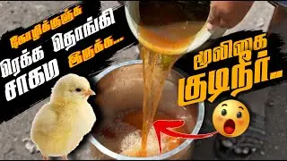 கோழிகுஞ்சு ரெக்க தொங்கி சாகமா இருக்க மூலிகை குடிநீர் 😱.. நம்ம கோழி தீவன முறை 🥳 #nattukolinataraj