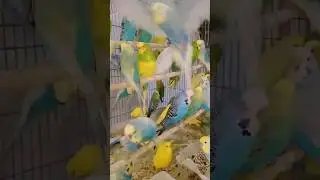 Beautiful parrots 🦜🦜