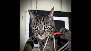 Leo The Cat slam dunk failure
