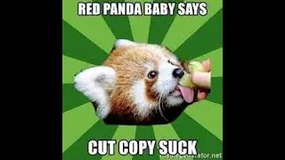Baby Red Panda / cute little red panda photos /OMG wow....