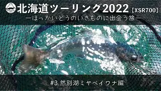 北海道ツーリング2022【XSR700】＃3 然別湖ミヤベイワナ編 〜北海道のいきものに出会う旅〜