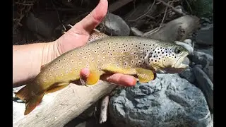 Session magique dans un torrent des Hautes Alpes - Pêche Ultra léger