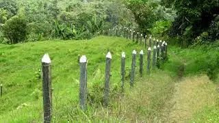 Tropical Forest Path - Royalty Free Stock Footage