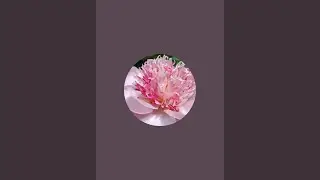 Valiant Peony  is live!