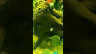 Fish collection| Fun game Tamil | Subscribe and give your support
