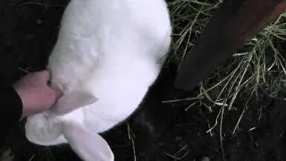 Panasonic tm41 rabbit